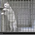 من قفص معدني بالفيديو: مليون ونصف معجب بقط "يتفنن" في الهروب