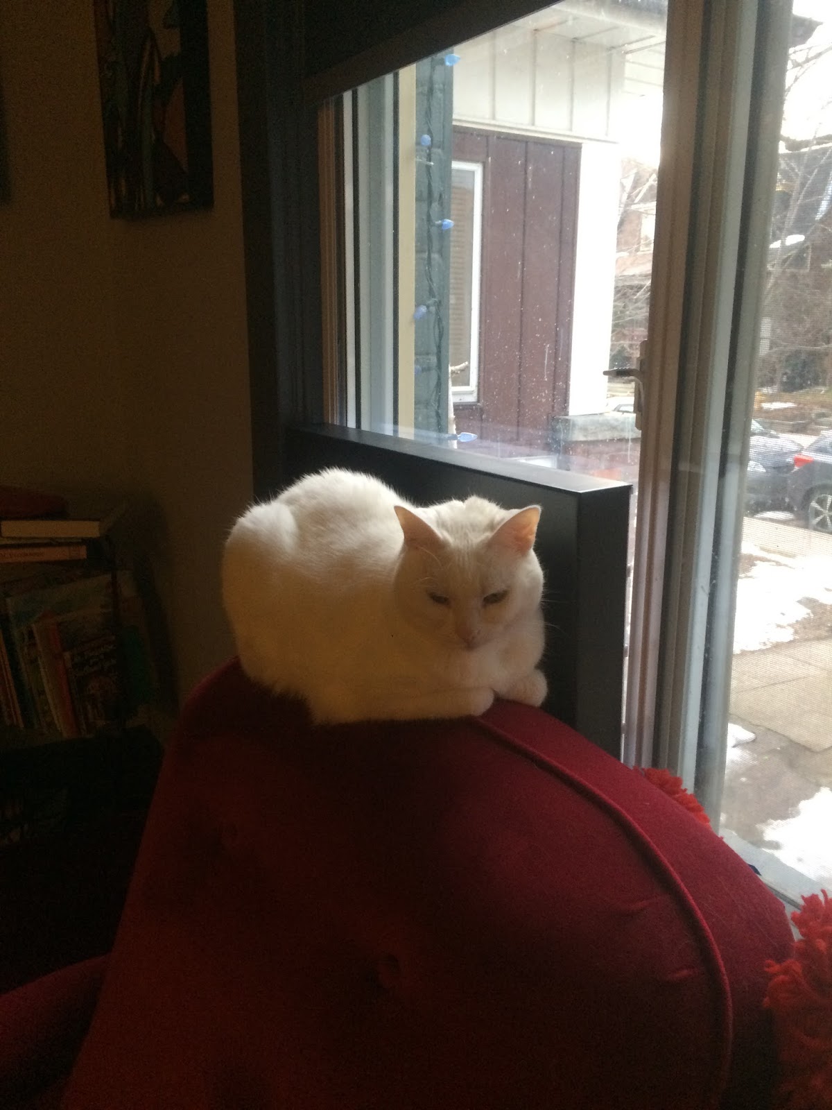 Pete's Blog & Grille Top 10 Iris Cat FAQs.