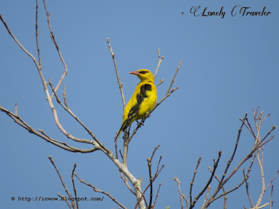 Indian golden oriole - Oriolus kundoo