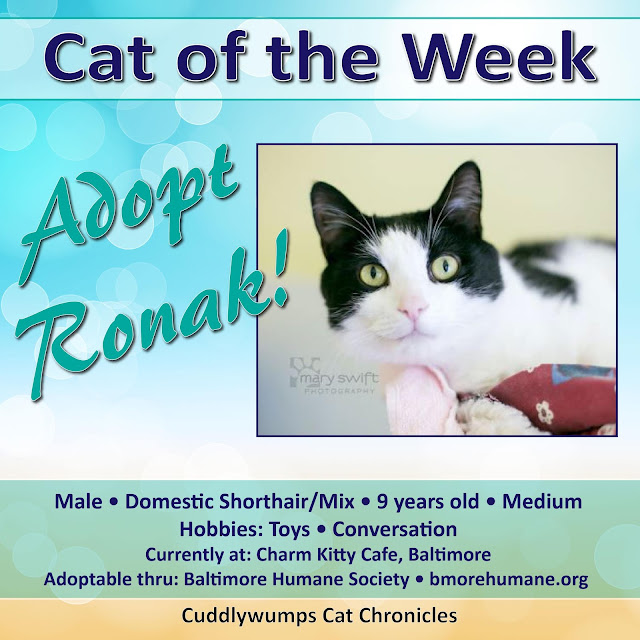 Adopt Ronak, our Cat of the Week! Adopt Ronak, our Cat of the Week!