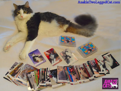 Anakin Two Legged Cat AmazeCats Next Top Cat Card Deck