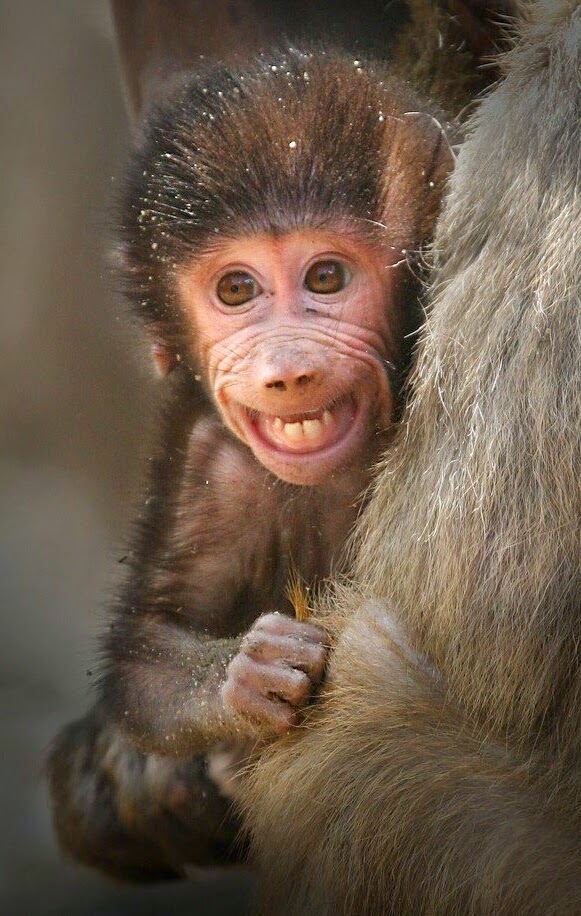 Смешные картинки обезьян до слез