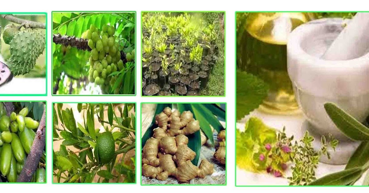 Ramuan Herbal untuk Mengatasi Masalah Kulit
