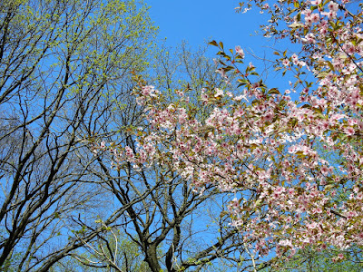 цветущая вишня в Ботаническом саду