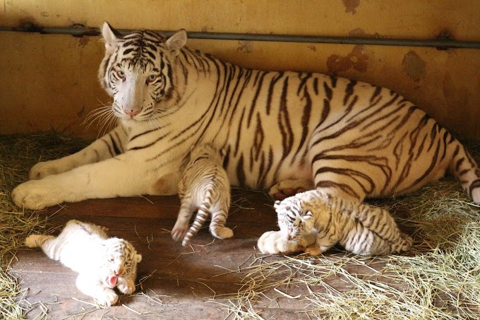 Três tigres brancos nascem em zoológico de SC