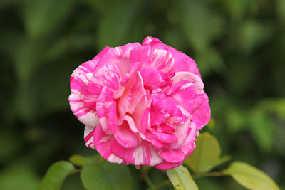 Jim S Loire August 2011