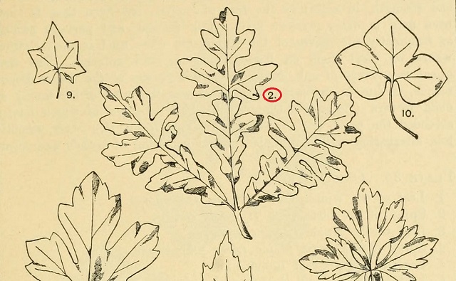 Dibujo de hojas de roble austriaco Quercus cerris