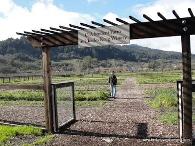 CIA Student Farm at Charles Krug Winery in St. Helena, California