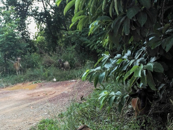 Seksikäs sarvikana, kuristunut kili ja muita thaimaalaisia eläimiä