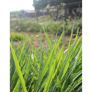 daun Brachiaria Humidicola contoh daun Brachiaria Humidicola