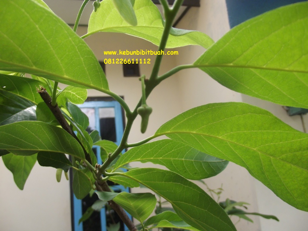 Trik Supaya Bunga Menjadi Bakal Calon Buah Di Srikaya Jumbo Kebun Bibit Buah