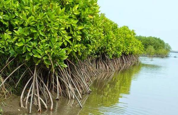 Simak 4 Pengertian Hutan Mangrove Menurut Para Ahli
