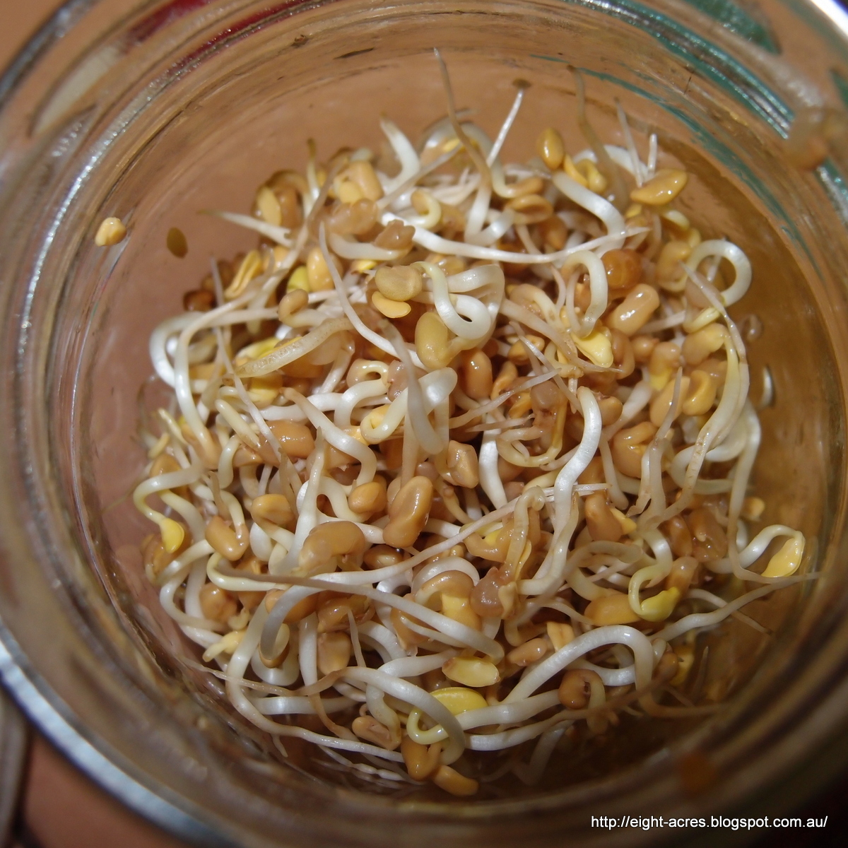 eight acres: how to sprout fenugreek