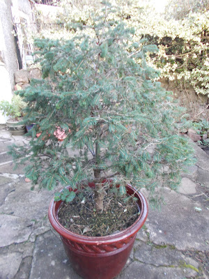Christmas tree Plants indoors for winter Green Fingered Blog