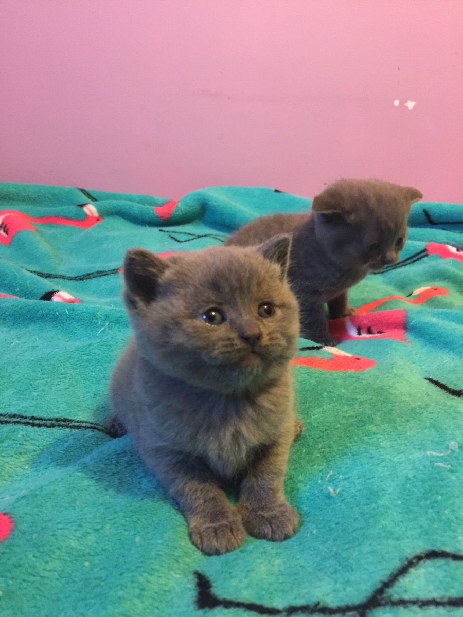 Kuwait Cats And Kittens Sales And Adoption Kuwait Kittens And Cats