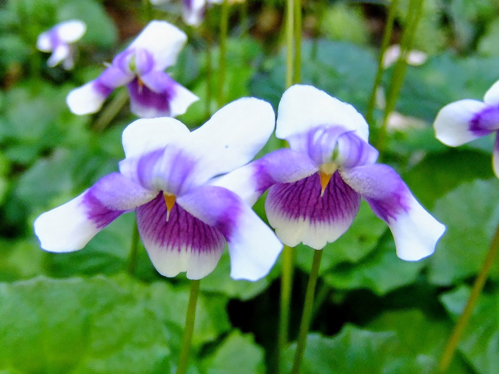 The Herb Hound VIOLETS