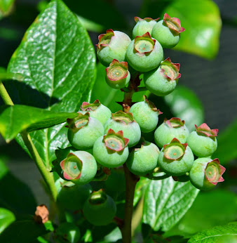 Primeros arandanos