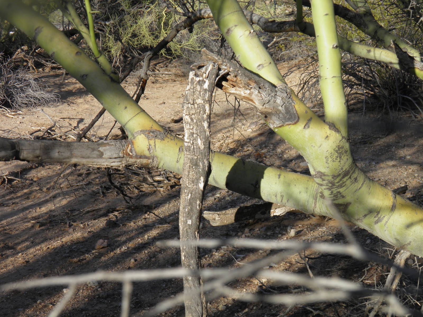 Arizona Beetles, Bugs, Birds and more Does the Palo Verde Rootborer really kill Palo Verde Trees?