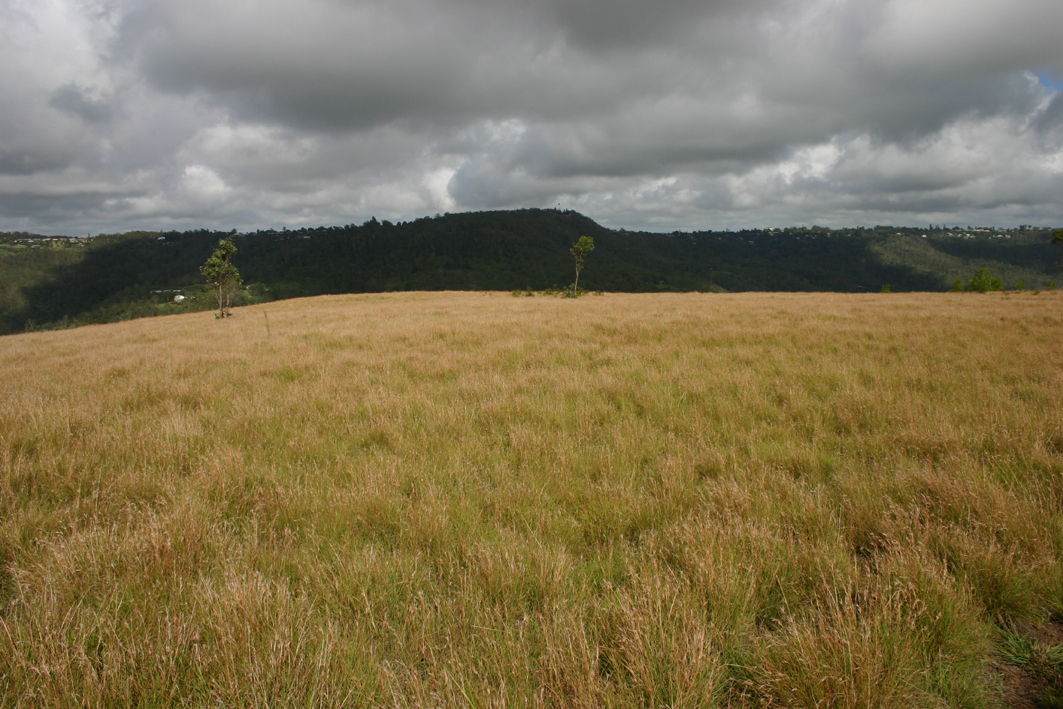 Toowoomba Plants A Native "Meadow"