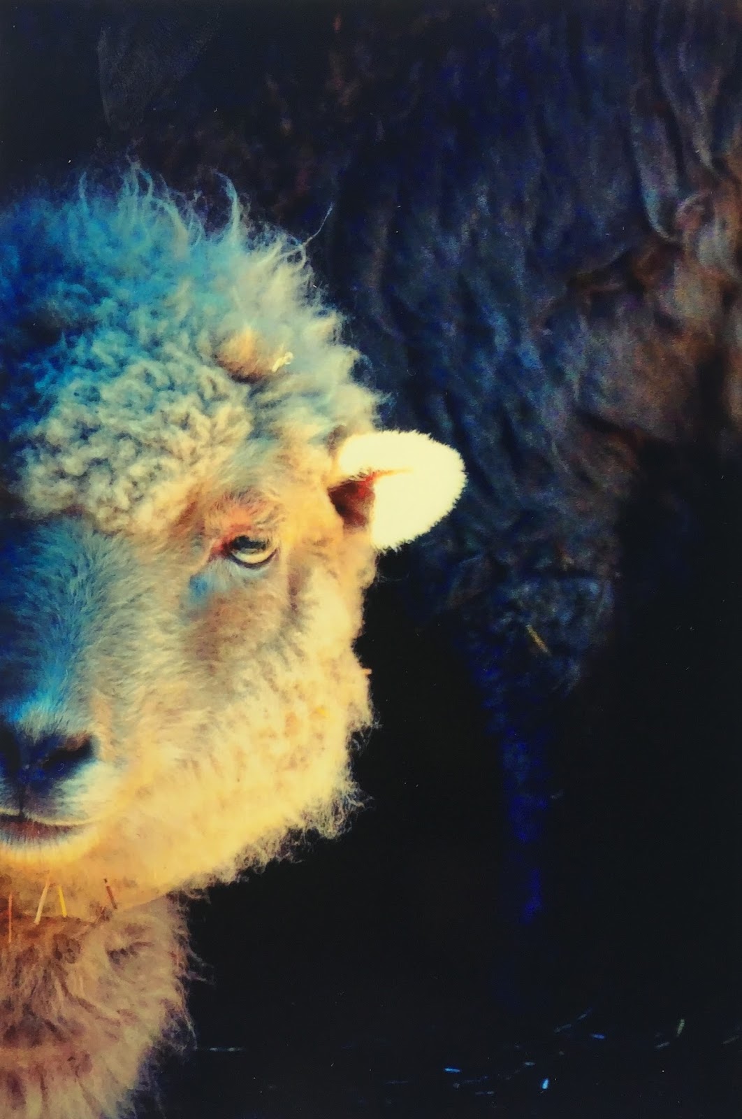 my sheep hear my voice my sheep hear my voice