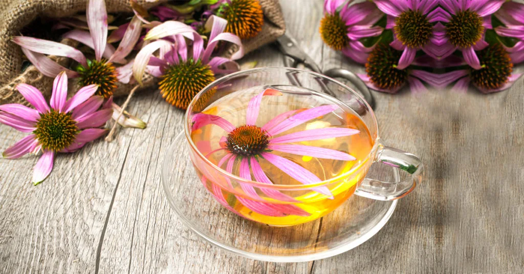Benefícios do chá de equinácea e como usá-lo para uma grande saúde