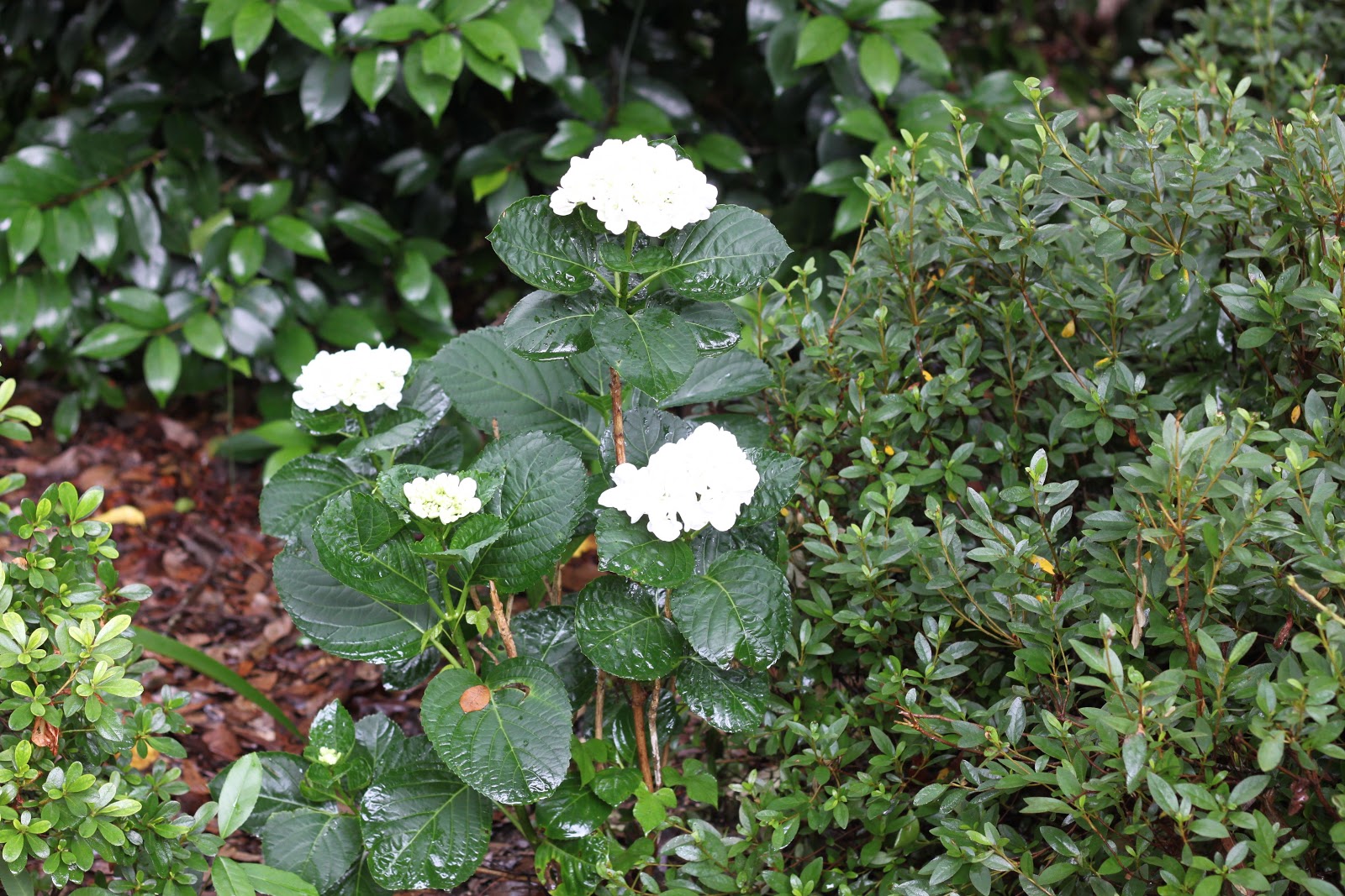 Limelight Hydrangeas In Bloom