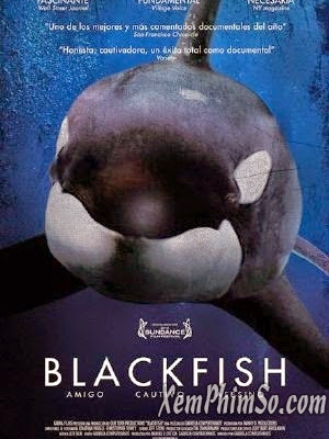 Cá Mập Đen - Blackfish Cá Mập Đen