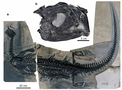 Atopodentatus fossil