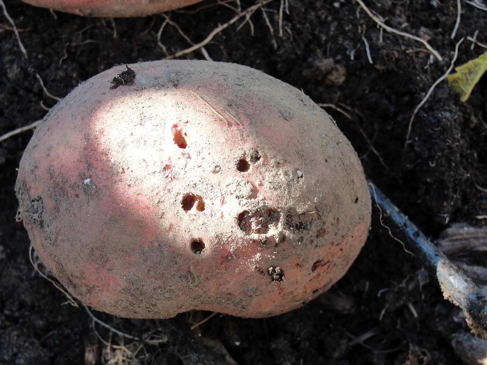 Lessons from the Garden Sweet Potato finale