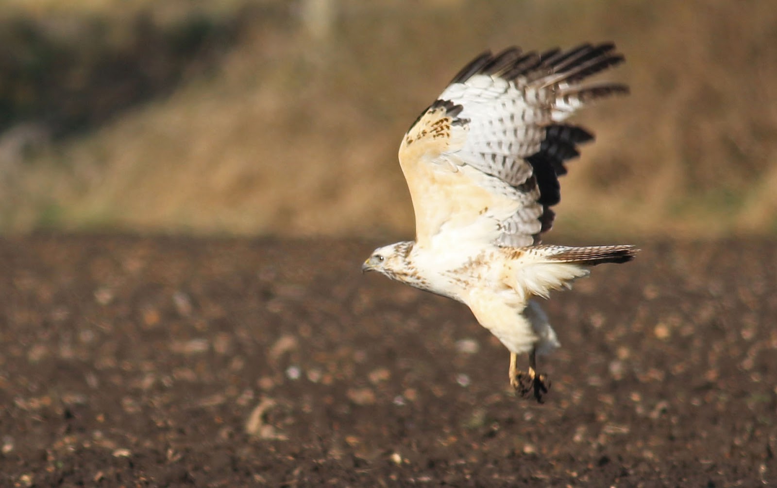 CAMBRIDGESHIRE BIRD CLUB GALLERY Common Buzzard