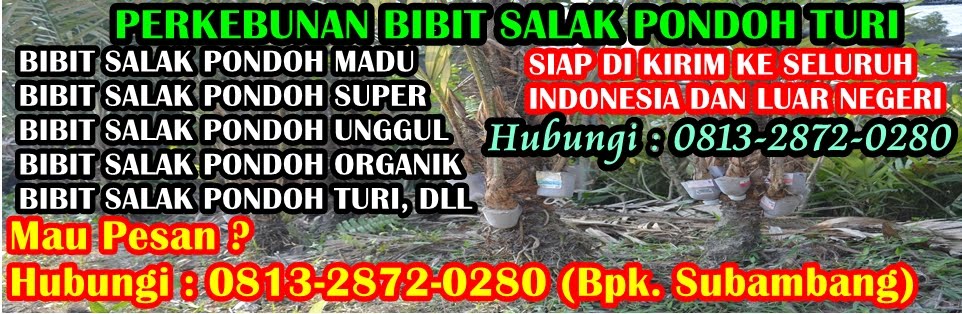 Bibit Salak Pondoh Unggul Madu Super Organik Turi Sleman Yogyakarta