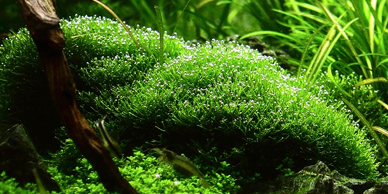 the 10 best freshwater