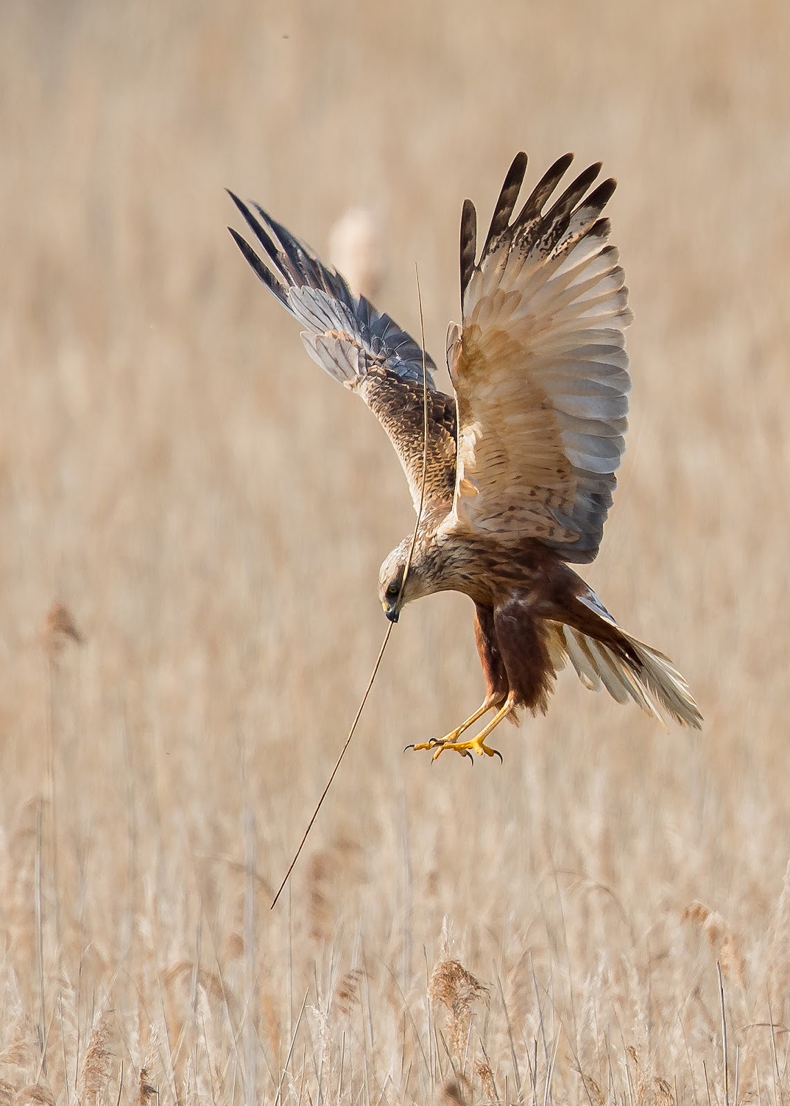 CAMBRIDGESHIRE BIRD CLUB GALLERY Marsh Harrier