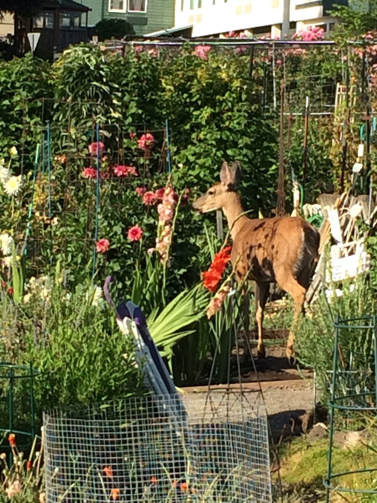 Hal Brown's Blog Purloined raspberries A deer up close and personal