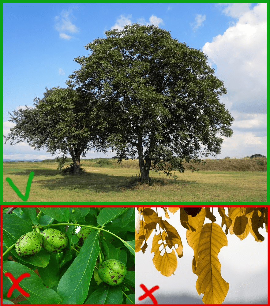 Як відібрати перспективні місцеві форми горіхів | Бокоплідні Горіхи Шугіна