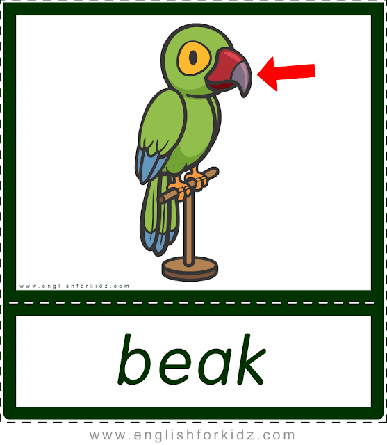 Beak (parrot) - printable animal body parts flashcards for English learners