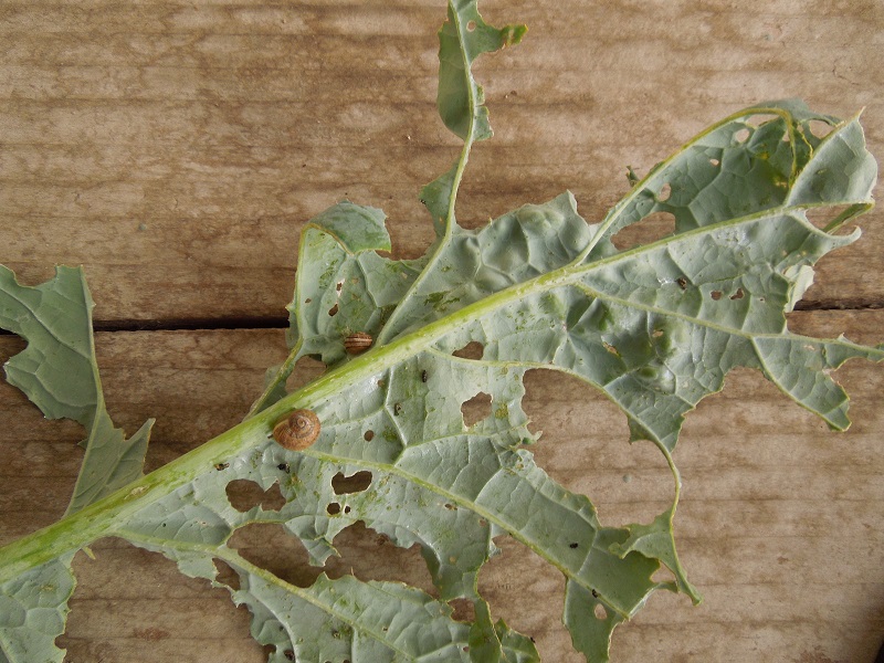 Barb's Garden Observations Kale for Lunch