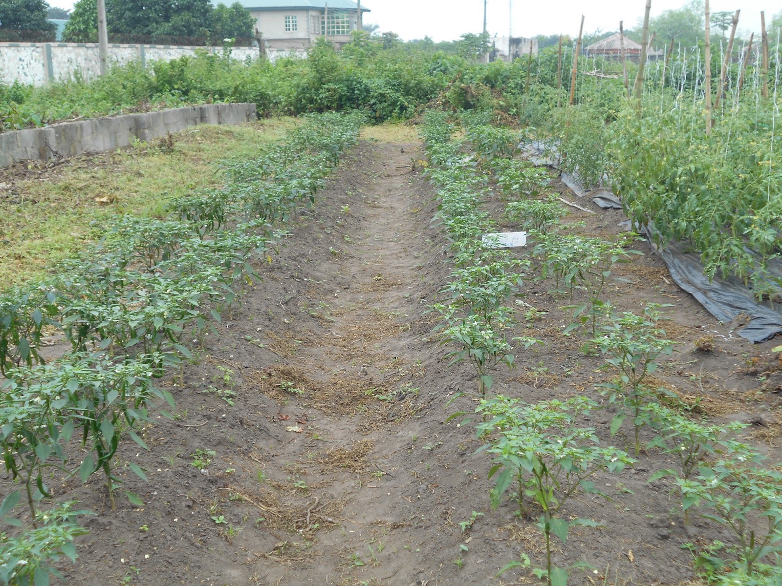 HOW TO CALCULATE PLANT POPULATION ON VEGETABLE FIELD HYBRID VEGGIES