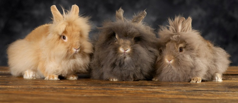 Kelinci Hias Dev Bunnies Lionhead