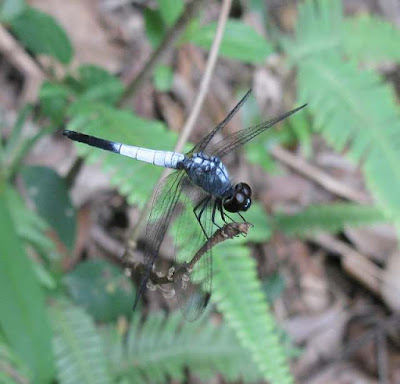 Brachydiplax farinosa