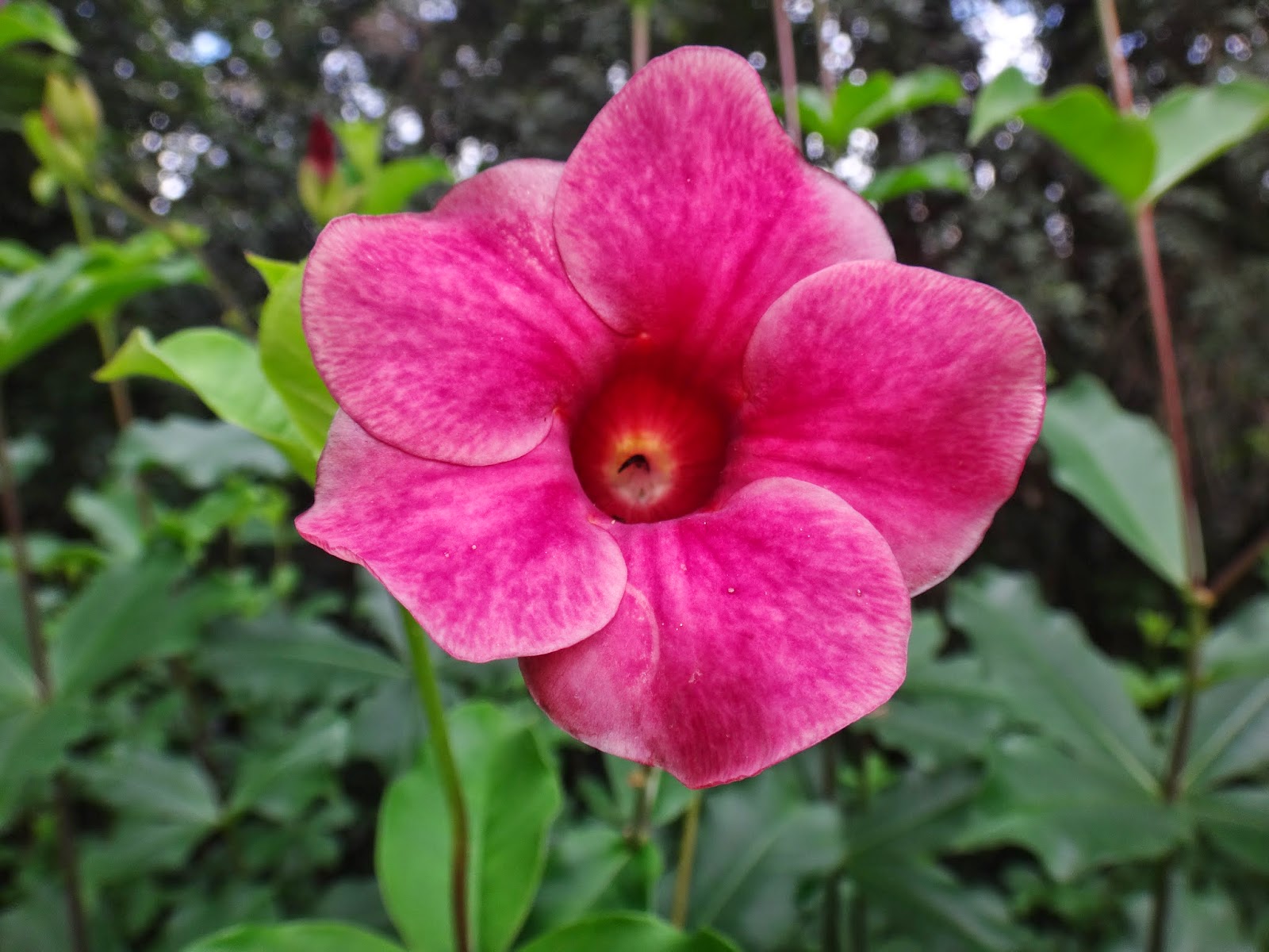 Uma flor por dia: Alamanda-vermelha, alamanda-rosa
