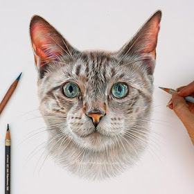 06-Monty-Lynx-point-Siamese-Cat-Angie-A-Pet-and-Wildlife-Pencil-Drawing-Artist-www-designstack-co