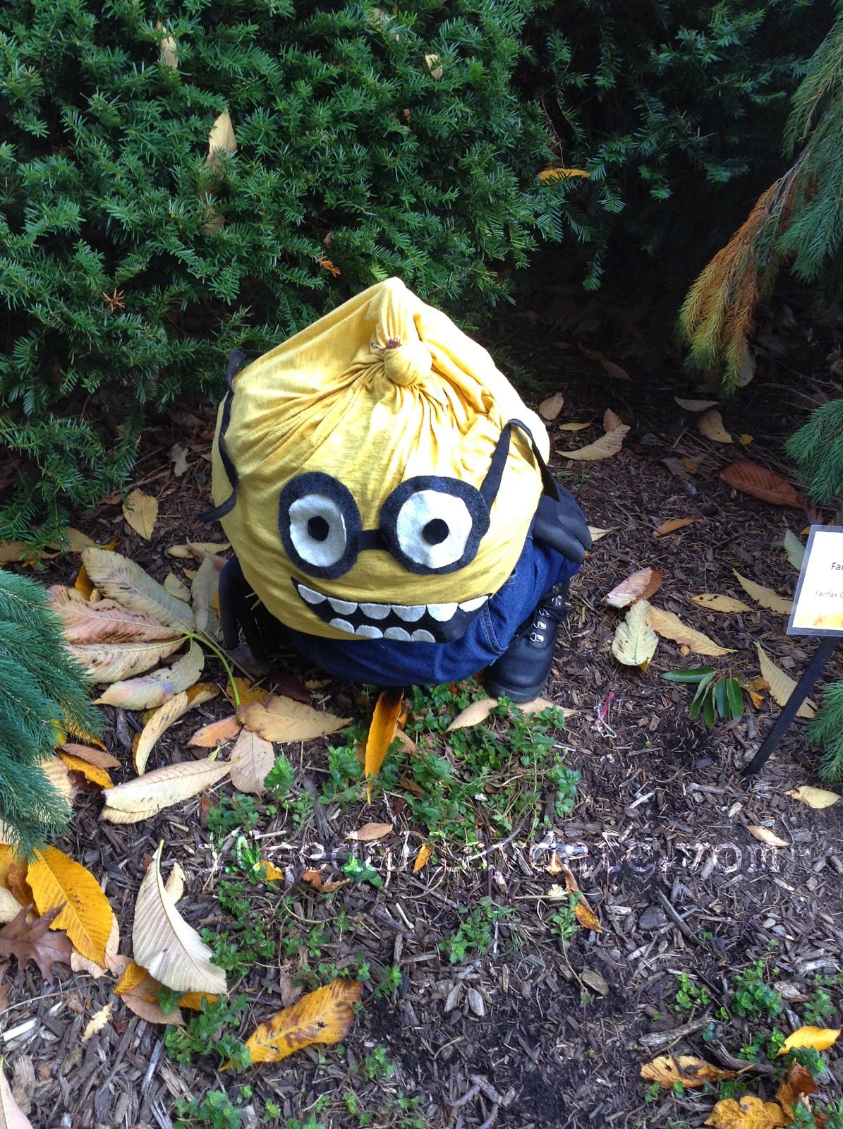 Minion  | ColorFall at CLE Botanical Garden