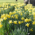 My Sunday Photo: Daffodils