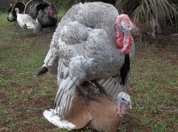 Cara Dapatkan Telur Kalkun Yang Bisa Menetas Ayam Kalkun Kita