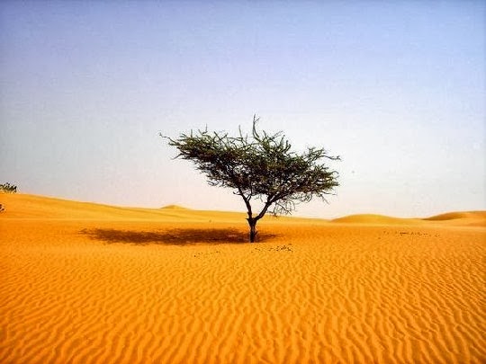 Solo Et Pensoso I Più Deserti Campi Solo et Pensoso i più Deserti Campi, Petrarca • Scuolissima.com