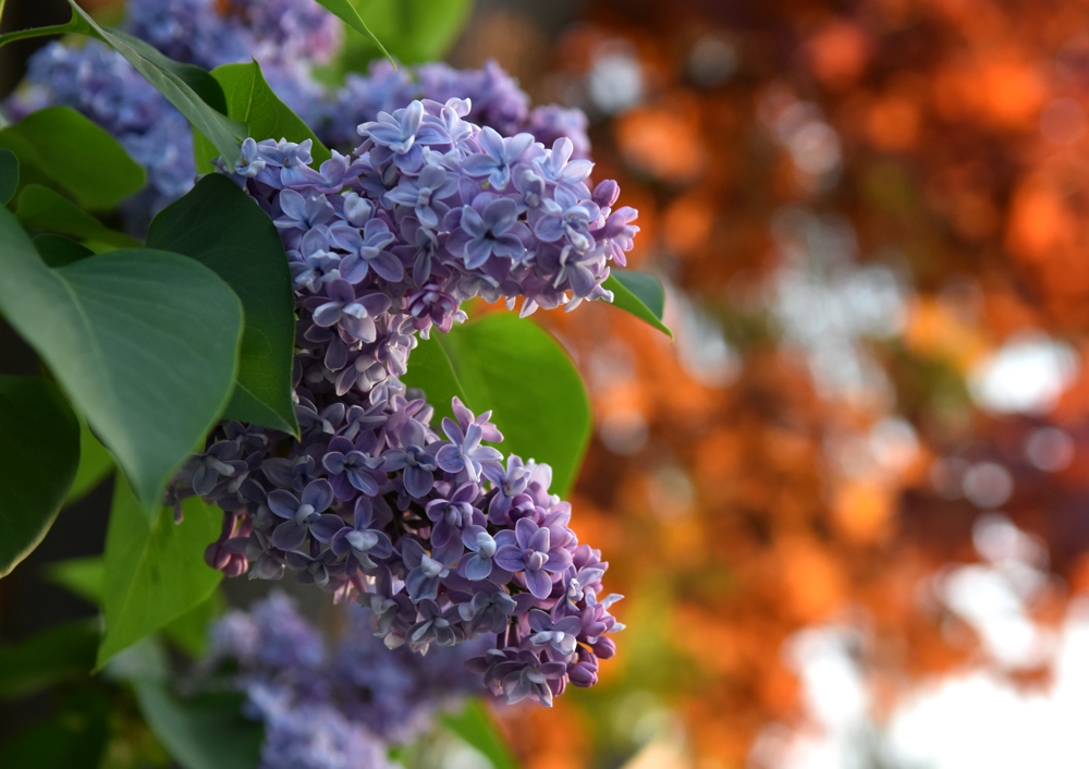 Toronto Grand Prix Tourist A Toronto Blog Lilac blossoms A Toronto