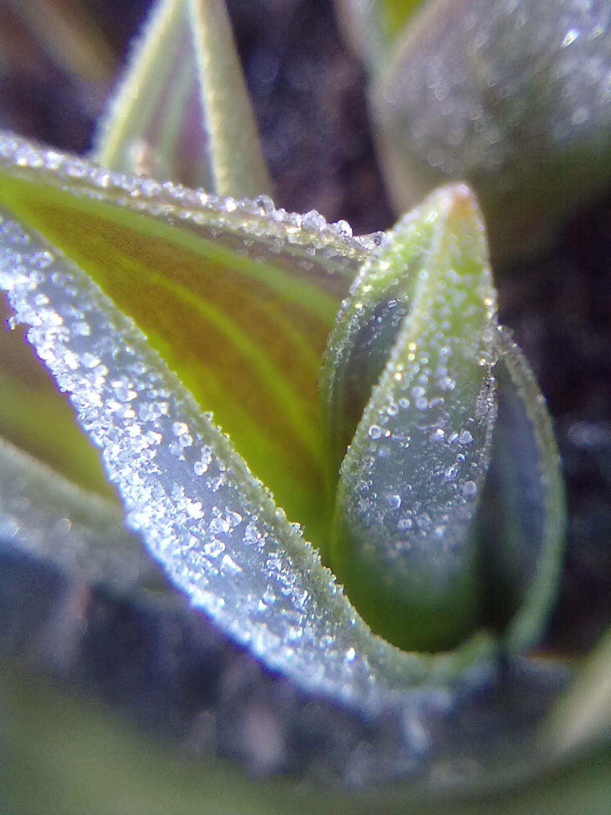 Rachel the Gardener Tulips in the Frost