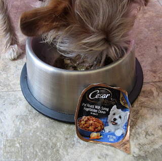 Bailey eating Cesar Home Delights