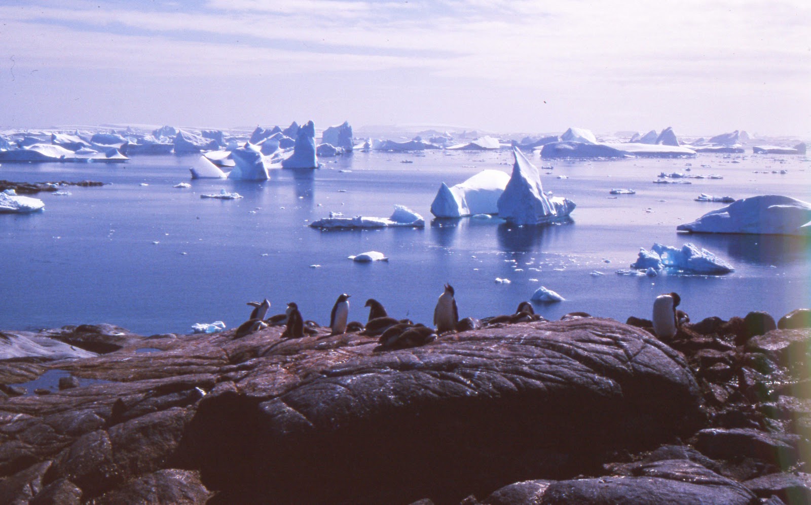 В середине 20 века антарктида для многих. Барк Европа Антарктида. Лето в Антарктиде. Antarctica in the Summer.